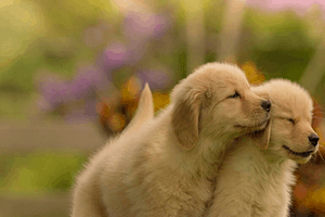 Filhotes de Golden Retriever em Atibaia