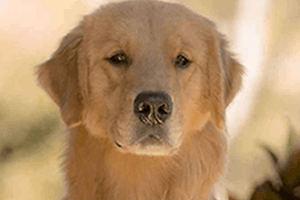 Filhote de Golden Retriever em São Bernardo do Campo