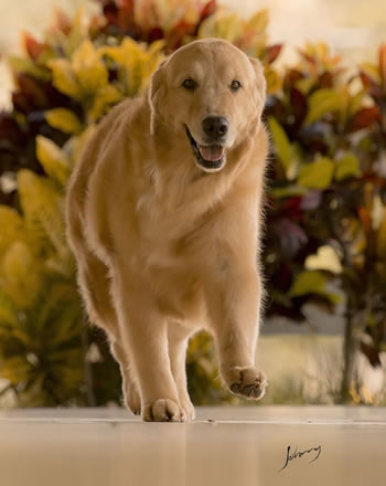 Filhotes de Golden Retriever Canil Golden Premier - Summer