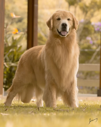 Filhote de Golden Retriever - Canil Golden Premier - Elvis