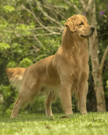 Filhote de Golden Retriever - Canil Golden Premier - Roger